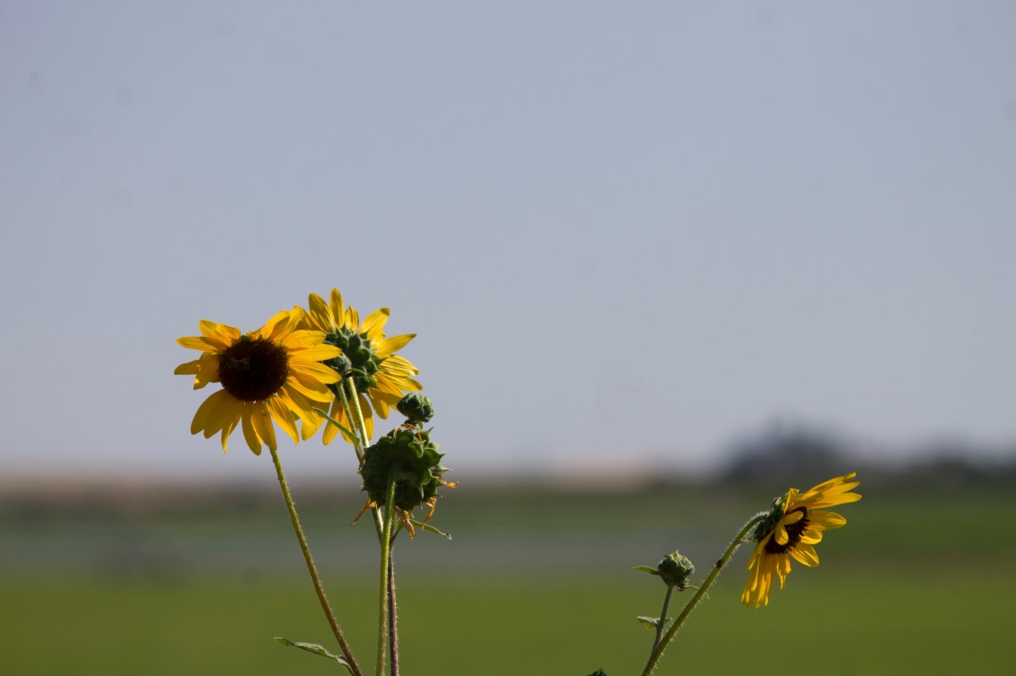 Sunflowers