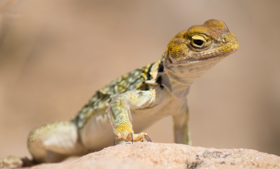 CollaredLizard2